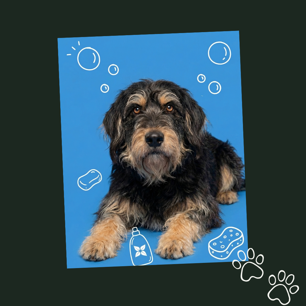 Maxi, the dog who inspired the IxaM Services brand name