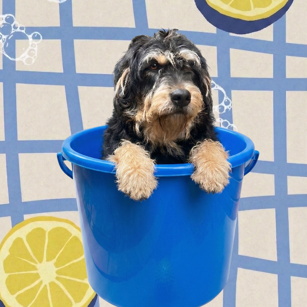 IxaM Services mascot Maxi — the dog who inspired the IxaM brand name